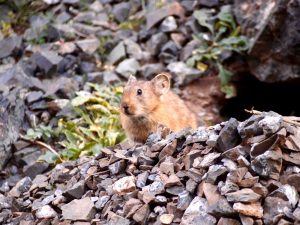 Sourie des steppes à Yolin Am