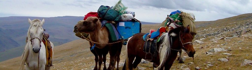 Caravane à chameaux logistique Altai mongol