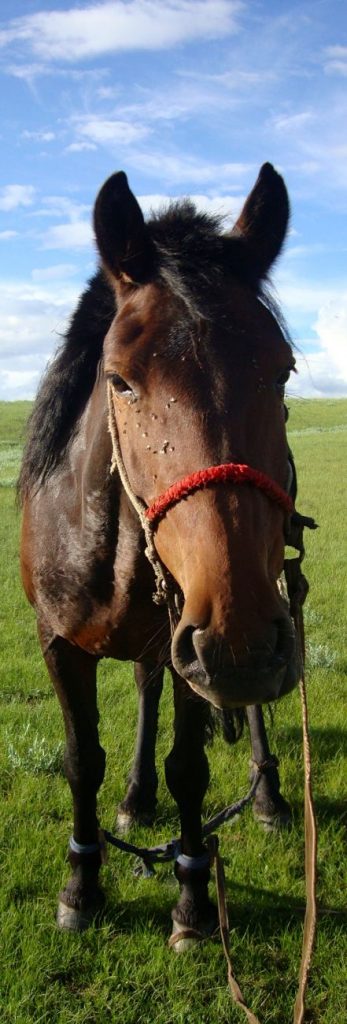 Cheval Mongolie Khangai Orkhon