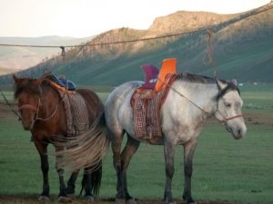 Chevaux au repos en trek à cheval