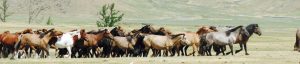 Chevaux en Liberté en Mongolie