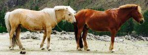 Chevaux en liberté en Mongolie
