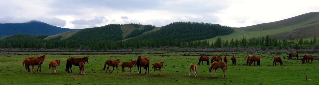 Chevaux en liberté monts Khangai Orkhon Mongolie