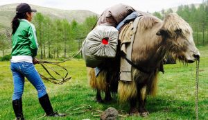 Portage à dos de Yack en Mongolie