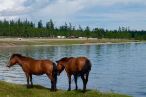 Chevaux devant lac Khovsgol Mongolie
