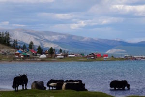 Rive sud du Khovsgol Mongolie