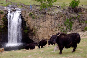 Yack à la chute de l'Orkhon